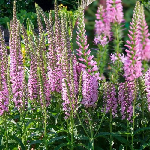 Veronica spicata 'Veronique Pink' - Kassisaba 'Veronique Pink'  